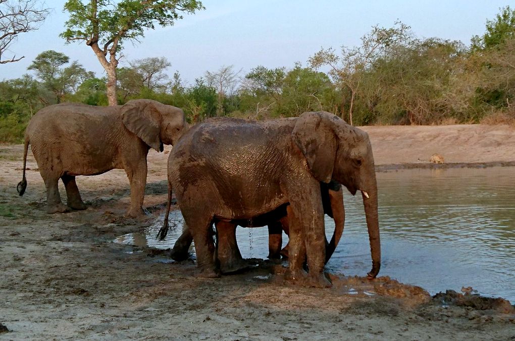 Elephants and a leopard drinking water by Morné Fouché Elephants and a leopard drinking water by Morné Fouché