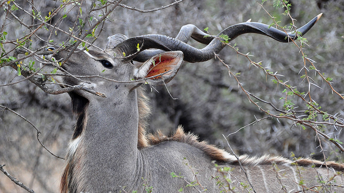 Wild photo of the month by Rogier, Melissa en Tuur Nieuwendijk, Mortsel, Antwerp, Belgium