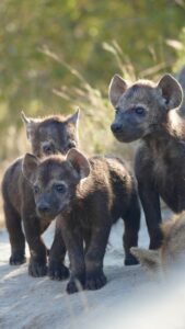 Weekly Big Five Sightings 09-15 June 2025
