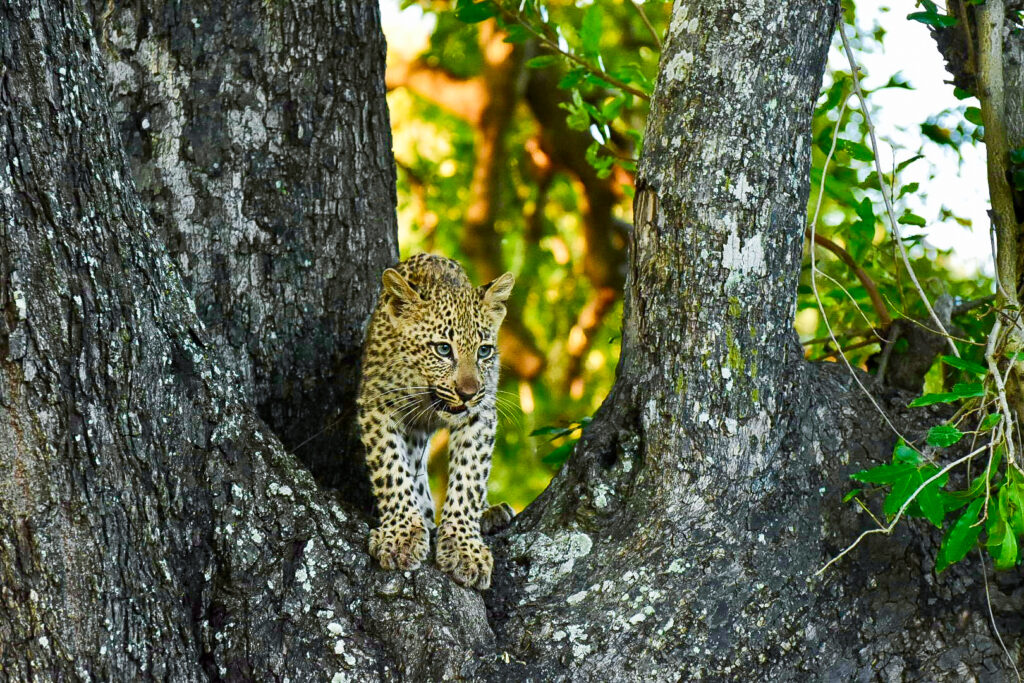Weekly Big 5 Sightings 4-10 August 2025