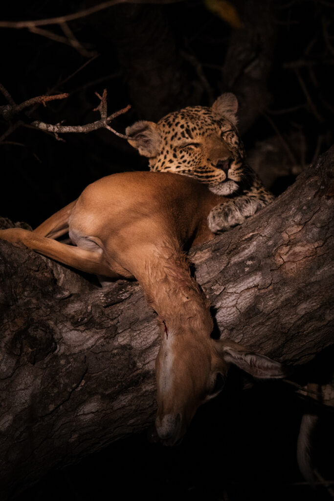 Weekly Big Five Sightings 14 – 20 July 2025