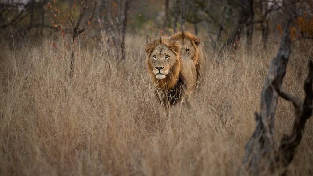 Weekly Big Five Sightings 30 June – 6 July 2025