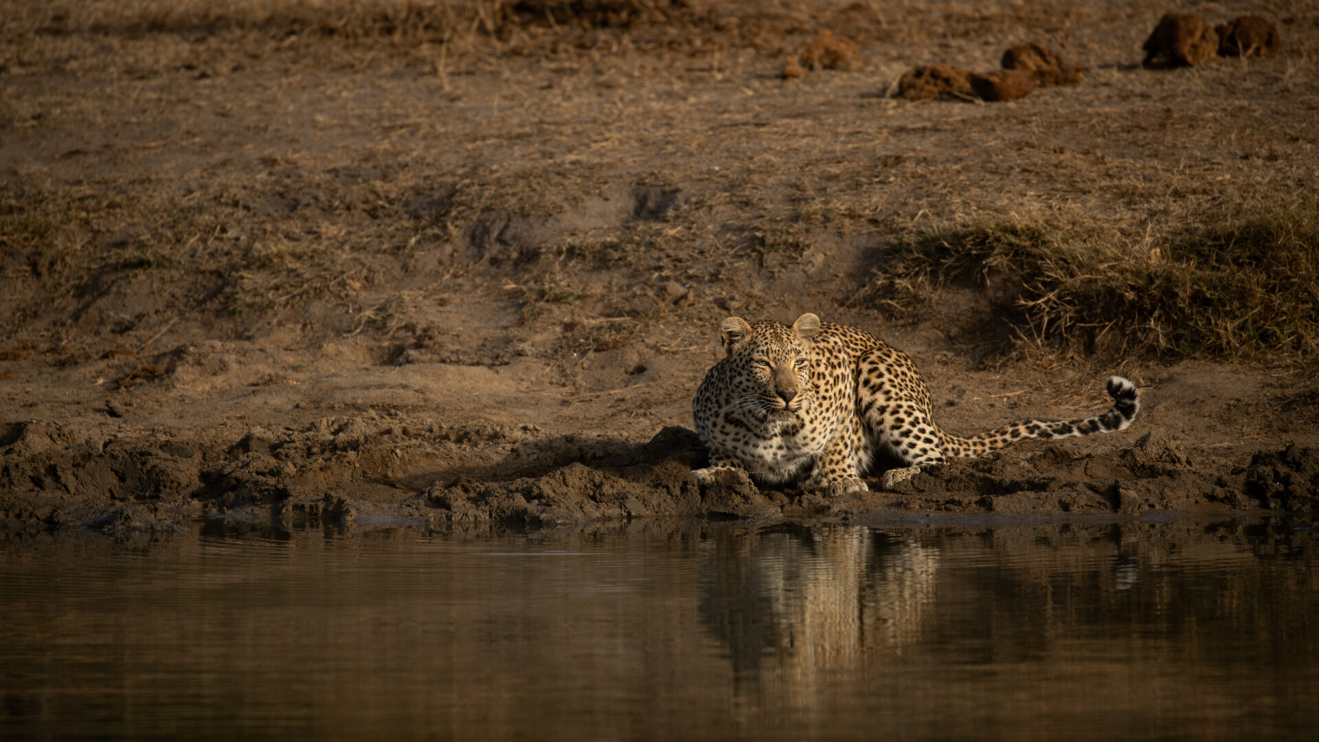 Weekly Big Five Sightings 7 – 13 July 2025