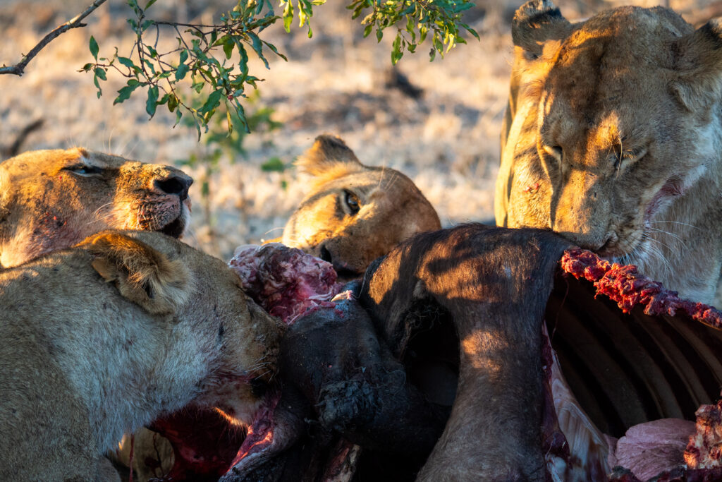 Weekly Big 5 Sightings 11 Aug-17 Aug 2025