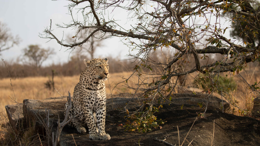 Weekly Big Five Sightings 13-16 April 2026