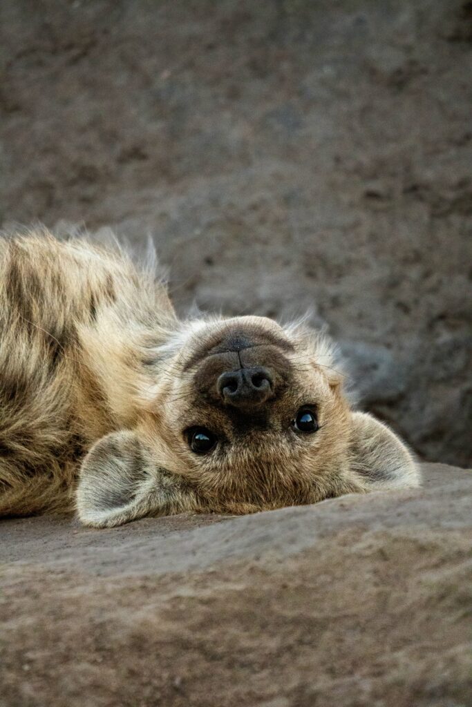 Weekly Big Five Sightings 24 – 30 November 2025