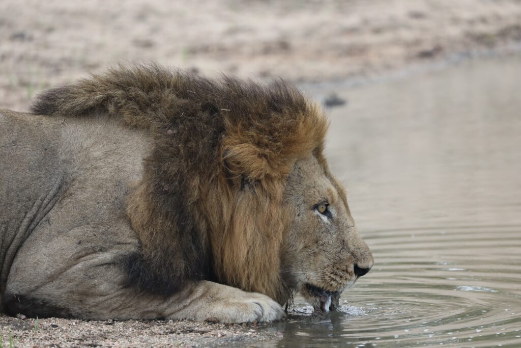 Weekly Big Five Sightings 10 – 16 November 2025