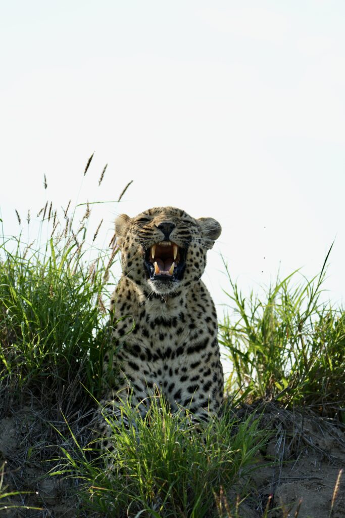 Weekly Big Five Sightings 01 – 07 December 2025