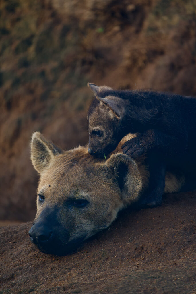 Weekly Big Five Sightings 10-16 August 2026