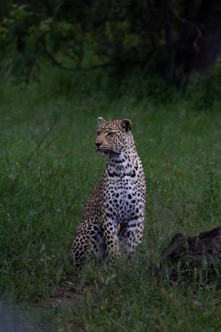 Weekly Big Five Sightings 15 Dec-21 Dec 2025