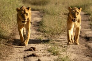 Weekly Big Five Sightings 04 – 10 May 2026