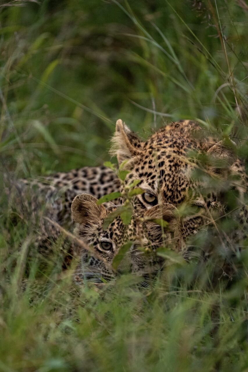 Weekly Big Five Sightings 9 – 15 February 2026