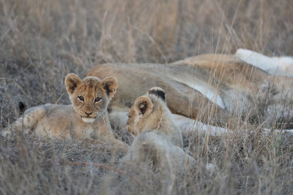 Weekly Big Five Sightings 2-8 February 2026