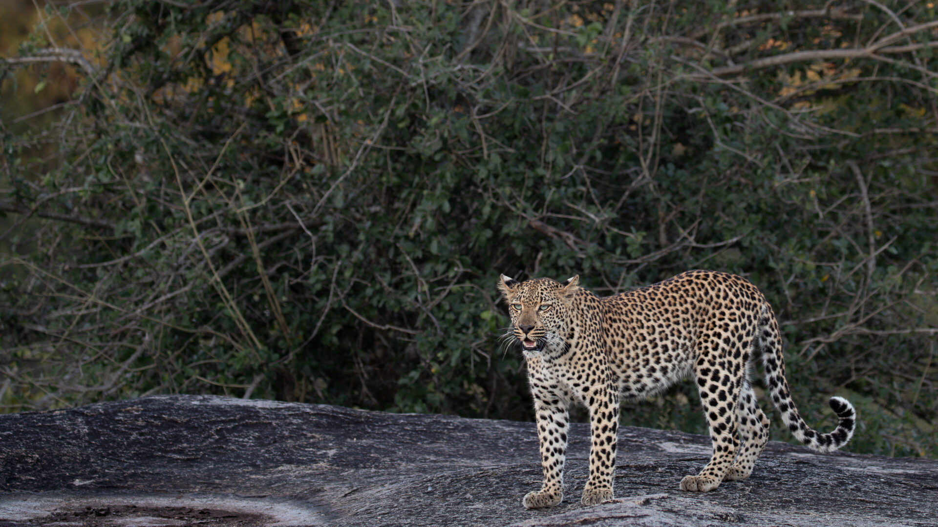 Weekly Big Five Sightings 16th – 22nd March 2026