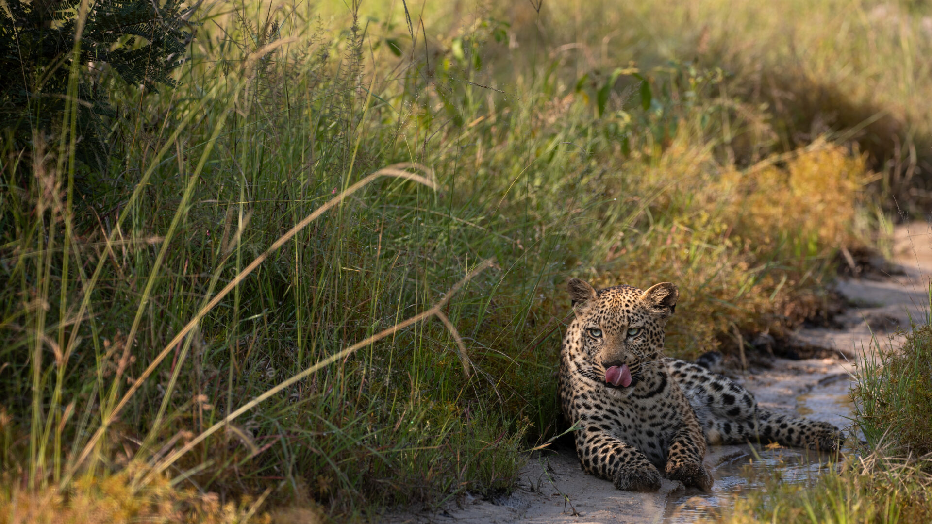 Weekly Big Five Sightings  23rd – 29th March 2026