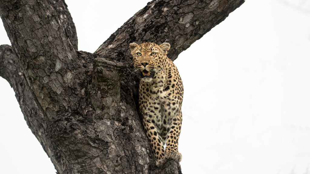 Weekly Big Five Sightings 2nd – 8th March 2026