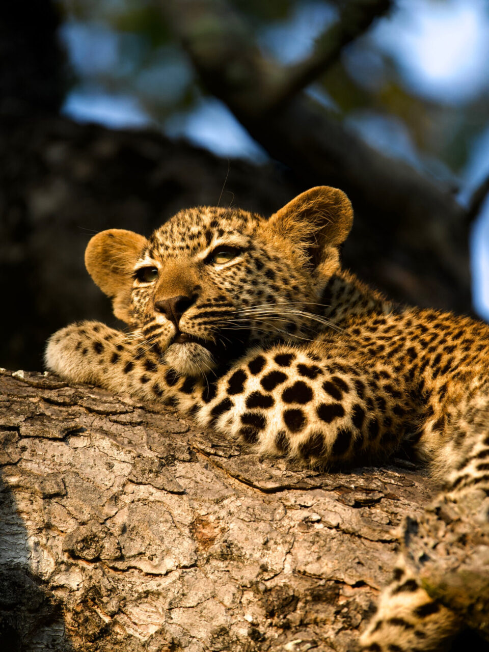 Weekly Big Five Sightings  6 April – 12 April 2026