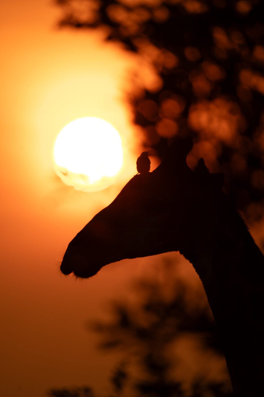 Weekly Big Five Sightings  30 March – 5 April 2026