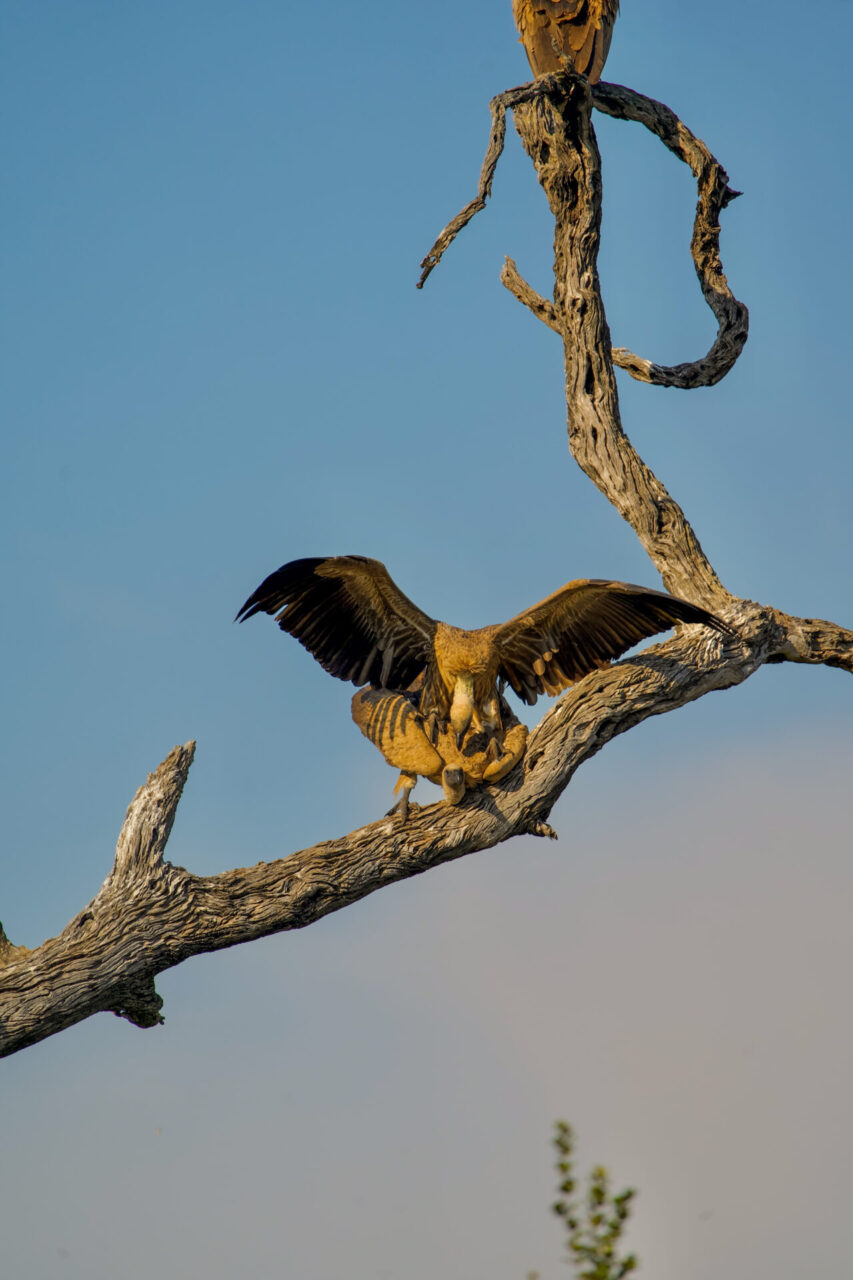 Weekly Big Five Sightings  15th June – 22th June 2026