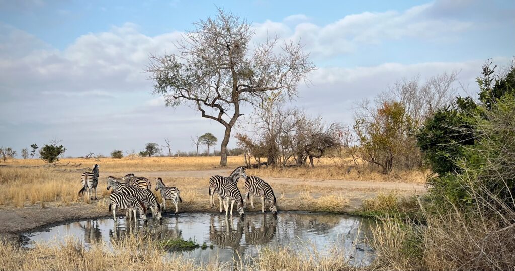 Weekly Big Five Sightings  22 June –28 June 2026
