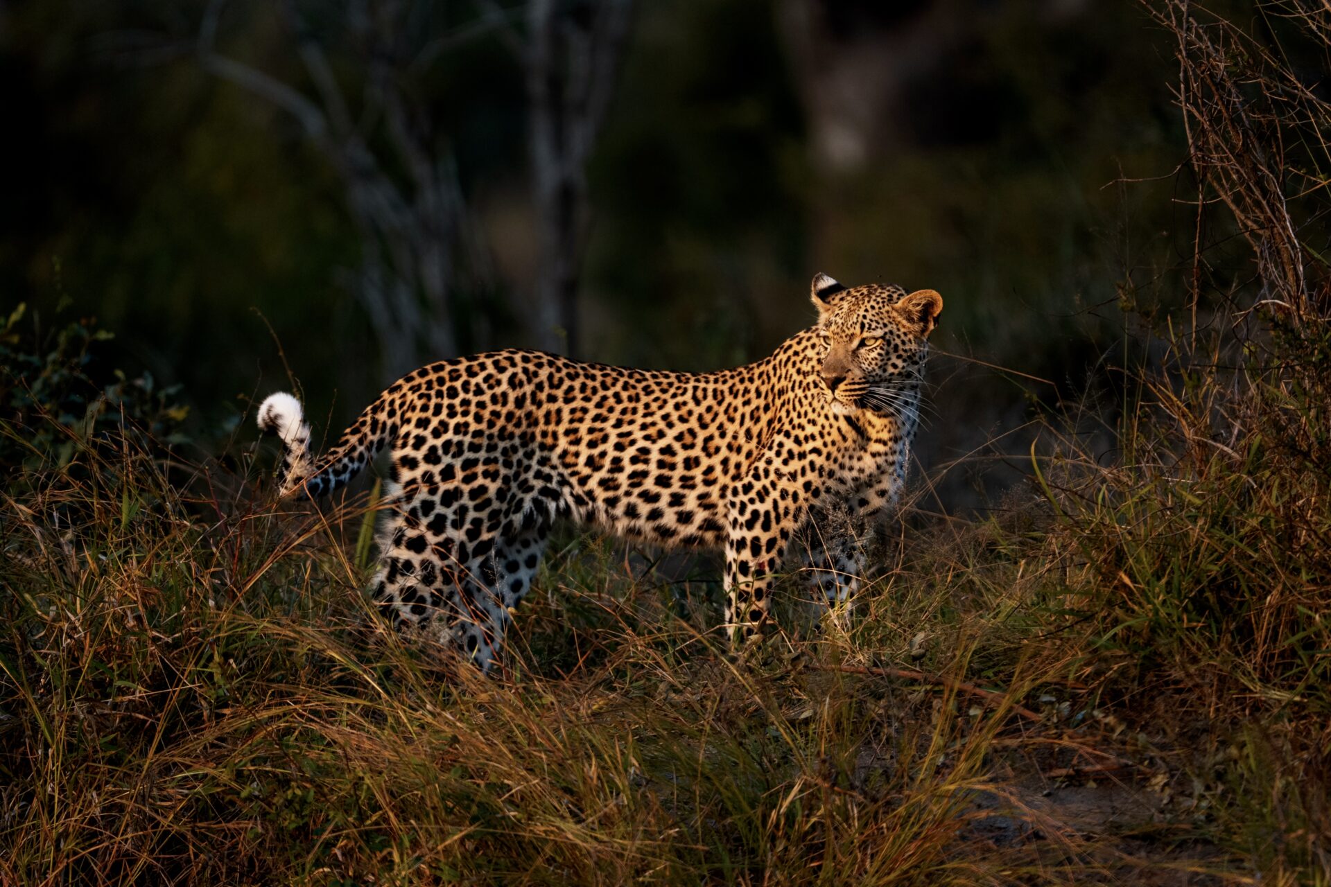 Weekly Big Five Sightings  13 July – 19 July 2026