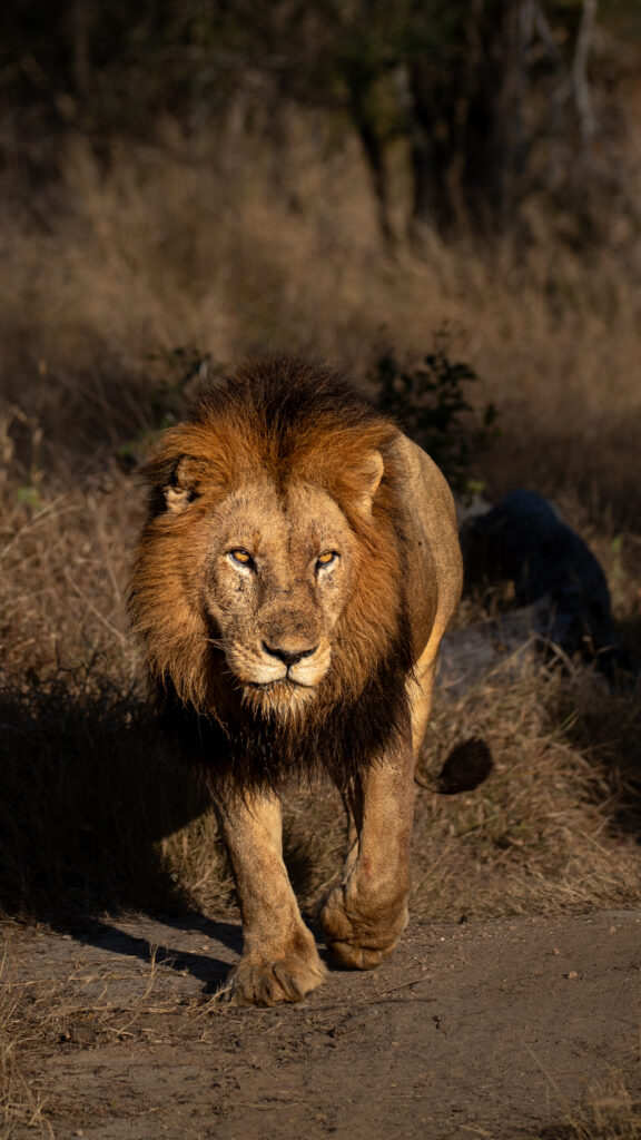 Weekly Big Five Sightings  6 July – 12 July 2026