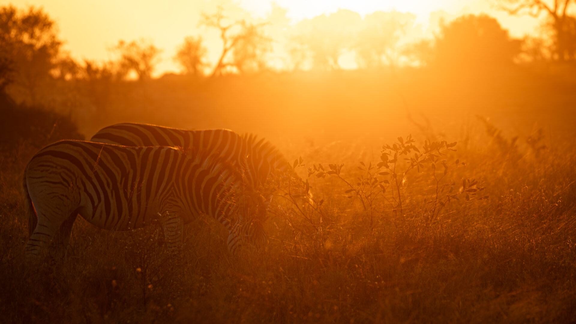 Weekly Big Five Sightings 27 July – 2 August 2026