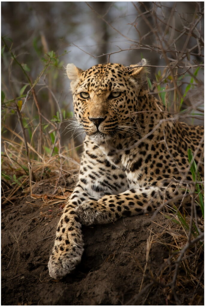 Weekly Big Five Sightings 31 August – 6 September 2026