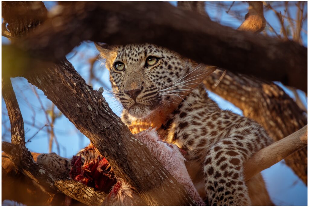Weekly Big Five Sightings  7 – 13 September 2026