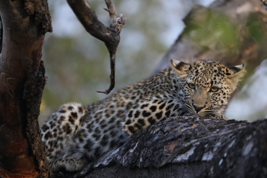 Weekly Big Five Sightings 14-20 September 2026