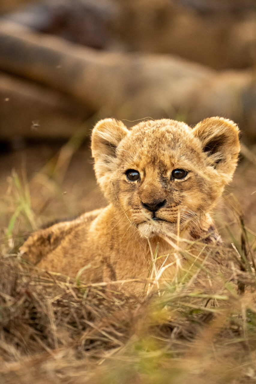 Weekly Big Five Sightings  28 Sep – 4 Oct 2026