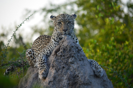 Salayexe-Female-Leopard-on-Anthill