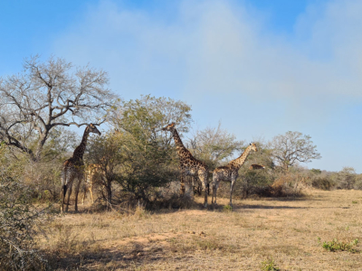 A journey of giraffes