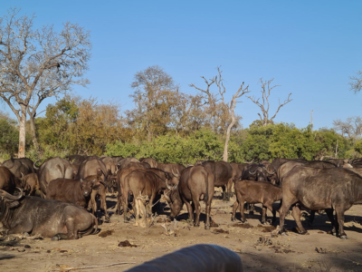 Big breeding herd of buffalo