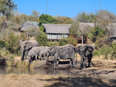 Elephants in front of the lodge