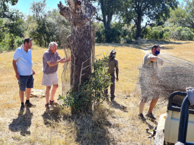 Save the trees project. Etienne's dad helping him with chicken mesh where the ellies normally ringbark