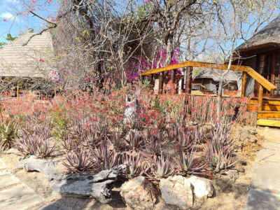 The aloes are not in lockdown