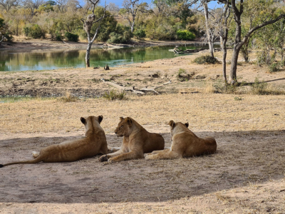 Three Nkuhuma pride females