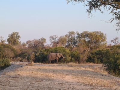 Two of the Big 5