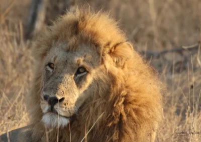 Susanne Hintzen, Halle, Germany