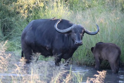 Christine Guy and Diane at Elephant Plains