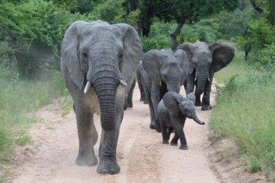 Christine Guy and Diane at Elephant Plains
