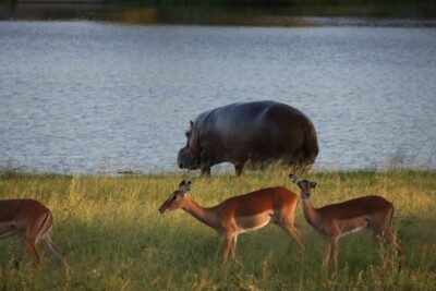 Christine Guy and Diane at Elephant Plains