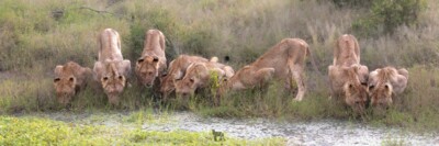 Clive Davies visit to Elephant Plains Game Lodge