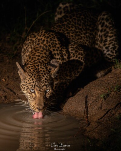 Clive Davies visit to Elephant Plains Game Lodge