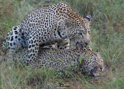 Clive Davies visit to Elephant Plains Game Lodge