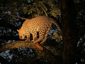 Agnieszka & David Nance at Elephant Plains Game Lodge