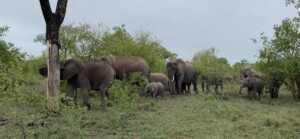 Agnieszka & David Nance at Elephant Plains Game Lodge