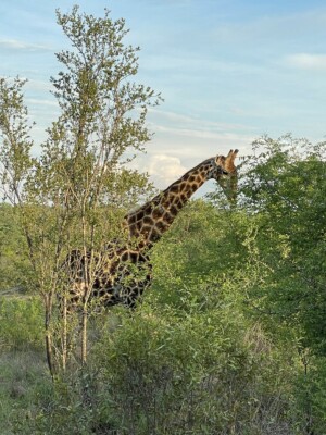 Agnieszka & David Nance at Elephant Plains Game Lodge