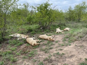 Agnieszka & David Nance at Elephant Plains Game Lodge